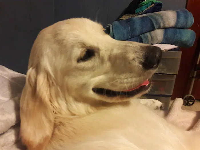 Versailles Veterinary Clinic Picture 9