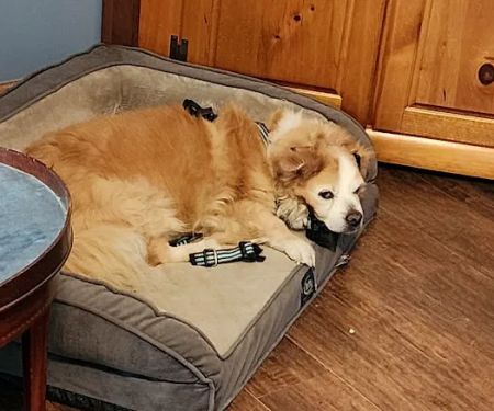 Sullivan Veterinary Hospital