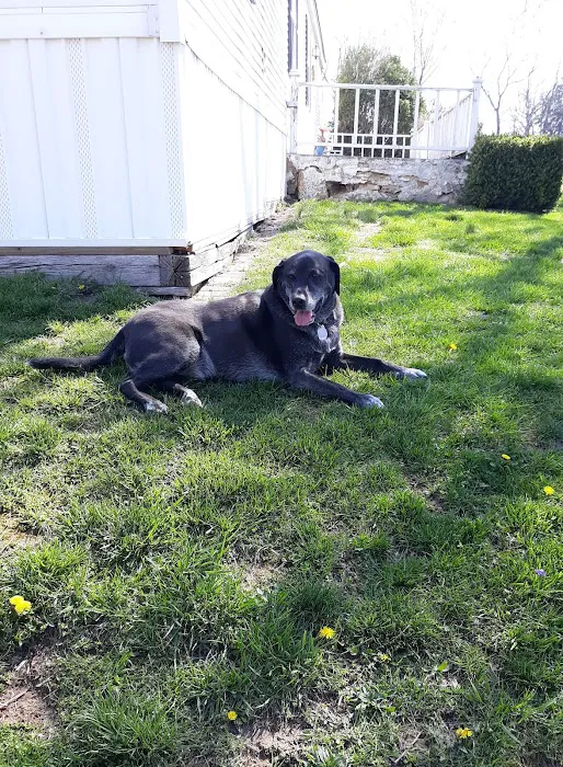 Sullivan Veterinary Hospital Picture 6