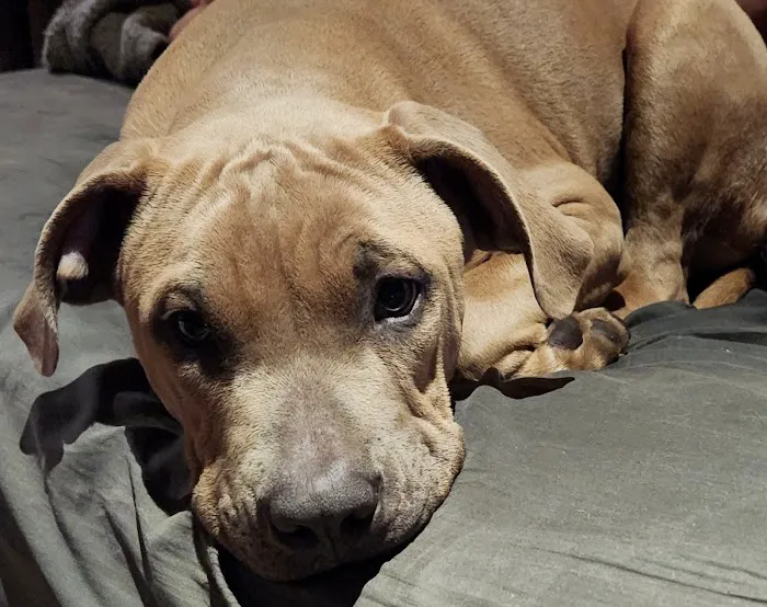 Sullivan Veterinary Hospital Picture 9