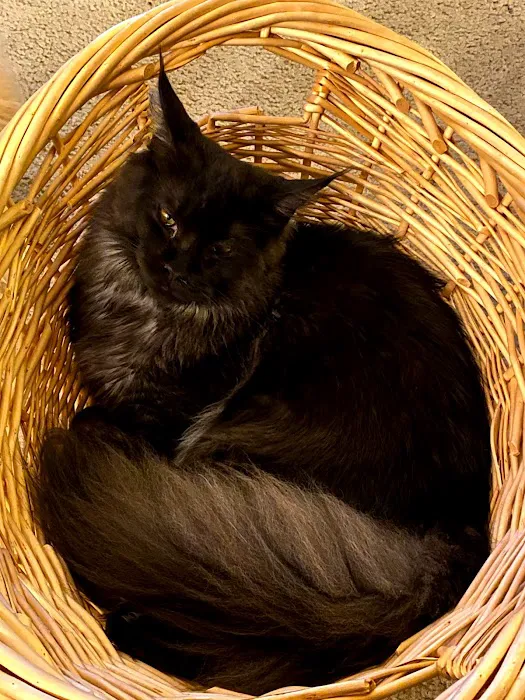 Mavelous Maines Picture 5