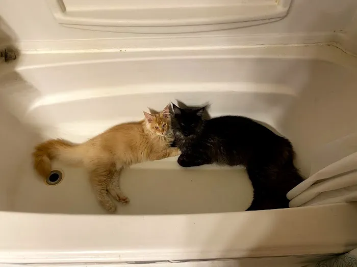 Mavelous Maines Picture 1