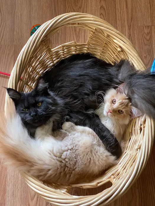 Mavelous Maines Picture 3