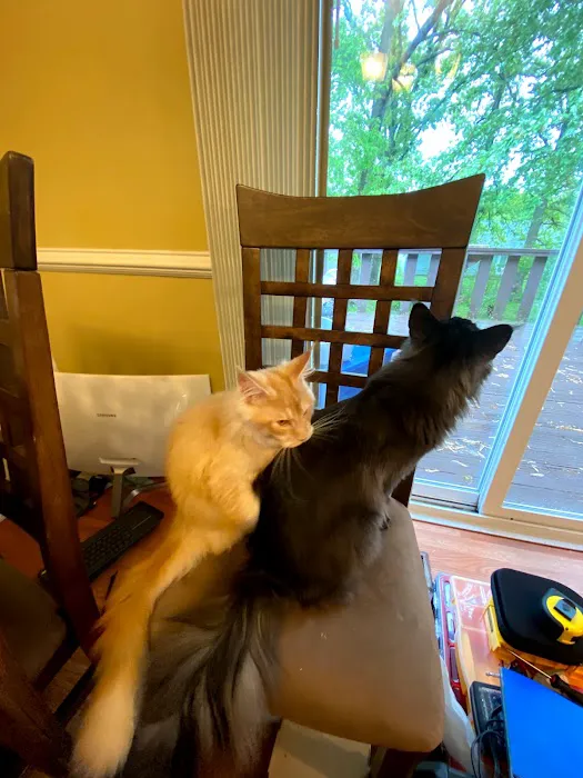 Mavelous Maines Picture 2