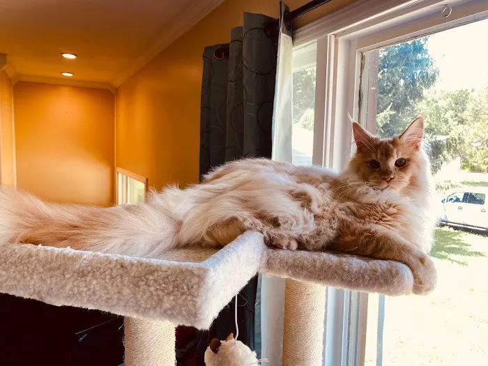 Mavelous Maines Picture 4