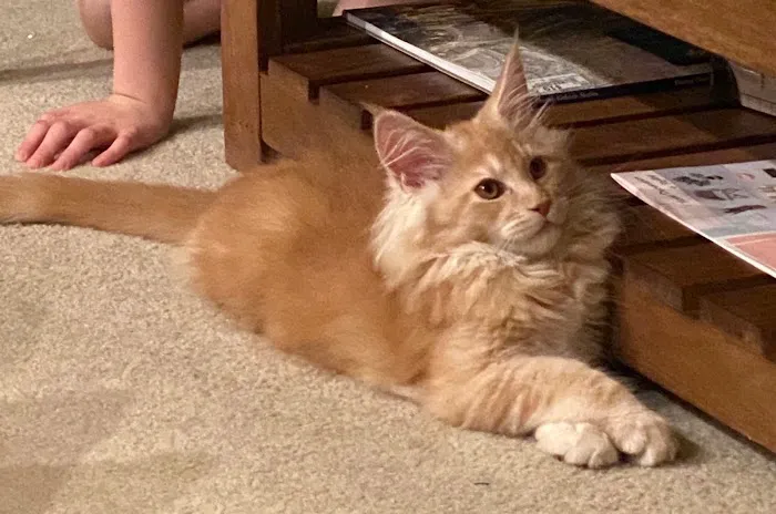 Mavelous Maines Picture 7