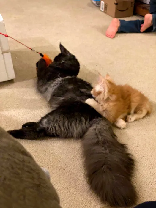 Mavelous Maines Picture 6