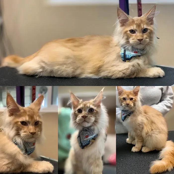 Mavelous Maines Picture 8