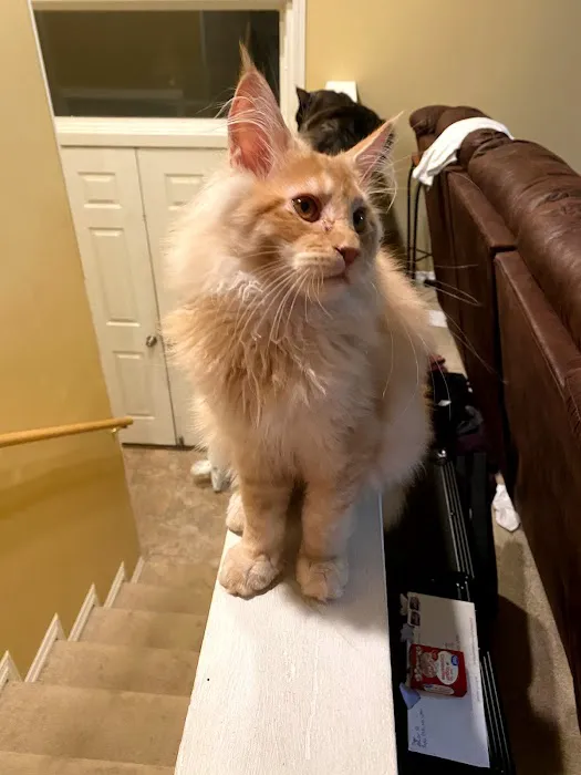 Mavelous Maines Picture 10