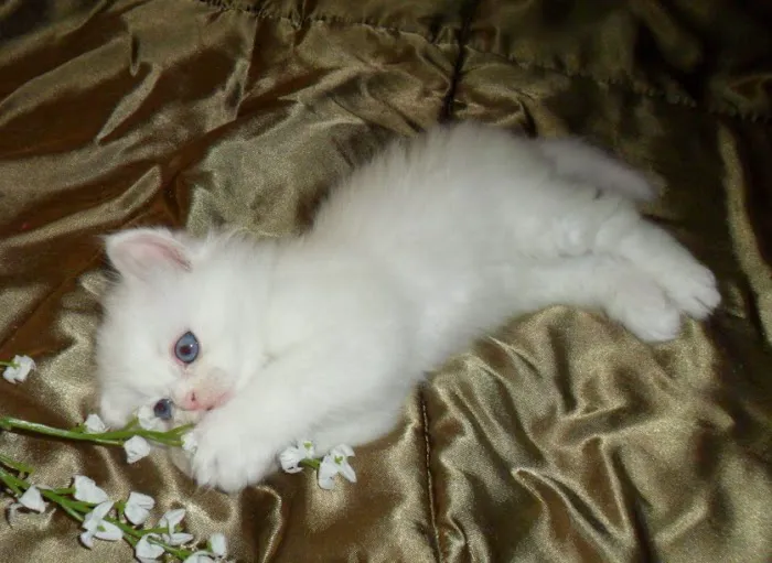 The Persian Kitten Cattery Picture 6