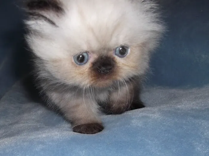 The Persian Kitten Cattery Picture 4