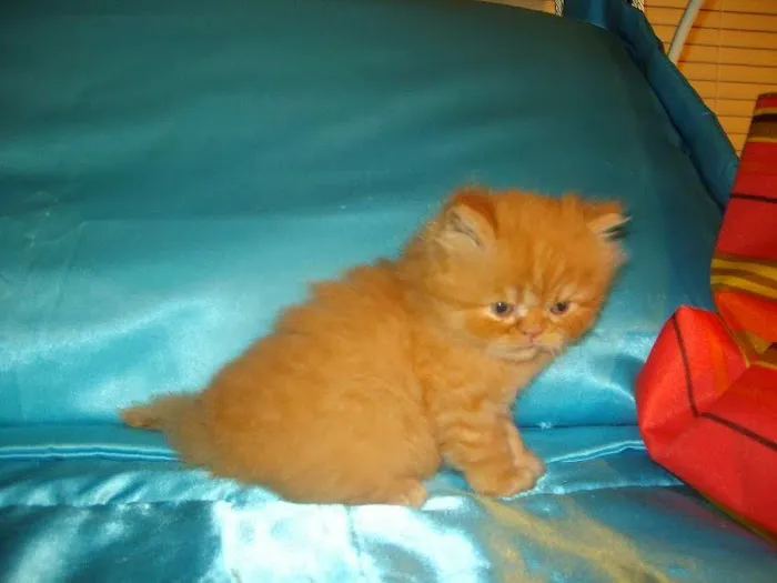 The Persian Kitten Cattery Picture 5