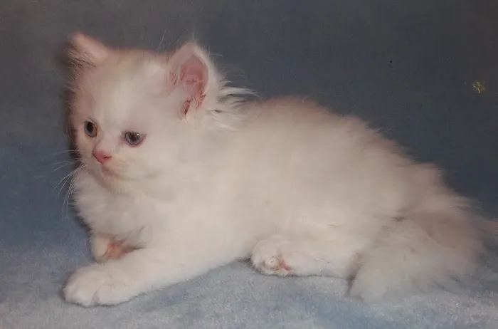 The Persian Kitten Cattery Picture 1