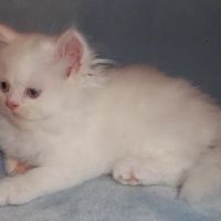 The Persian Kitten Cattery ico