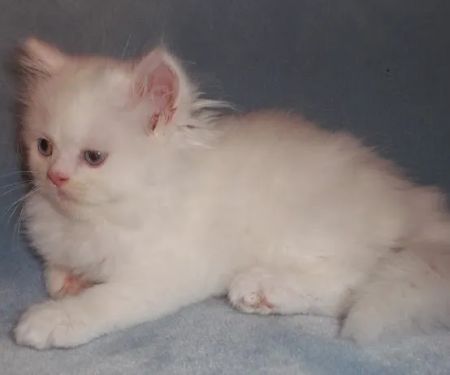 The Persian Kitten Cattery