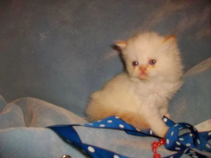 The Persian Kitten Cattery Picture 3