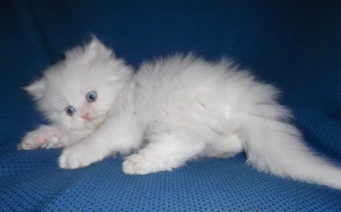 The Persian Kitten Cattery Picture 2
