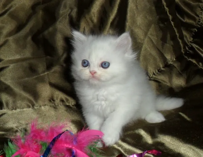 The Persian Kitten Cattery Picture 9