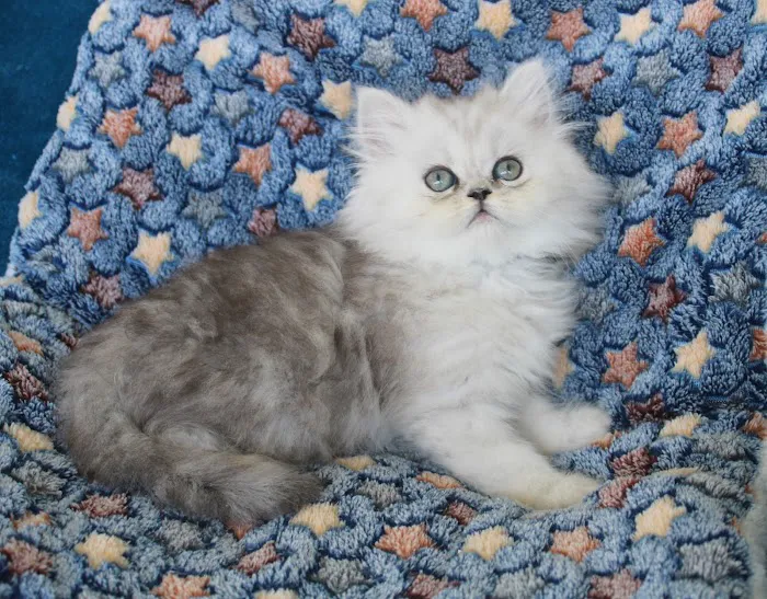 The Persian Kitten Cattery Picture 7