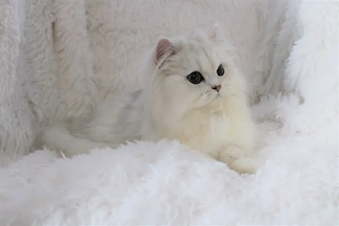 The Persian Kitten Cattery Picture 10