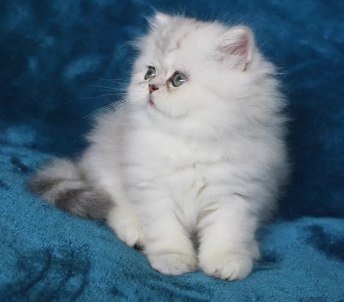 The Persian Kitten Cattery Picture 8