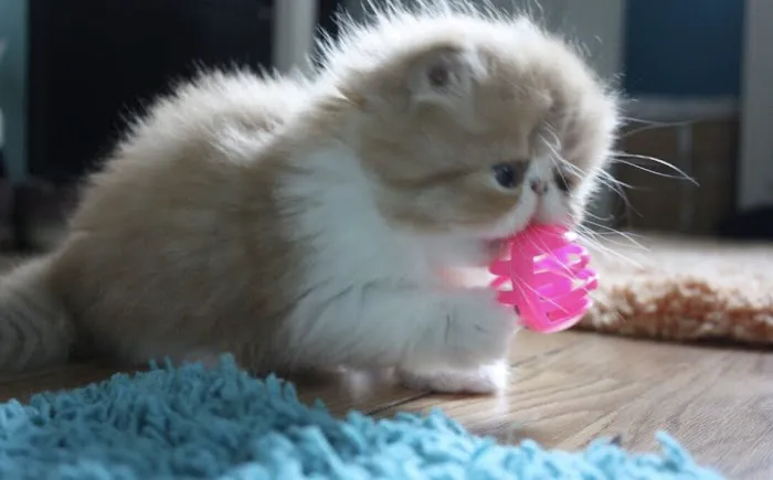 Tayzcats Persian Kittens Cattery Picture 5