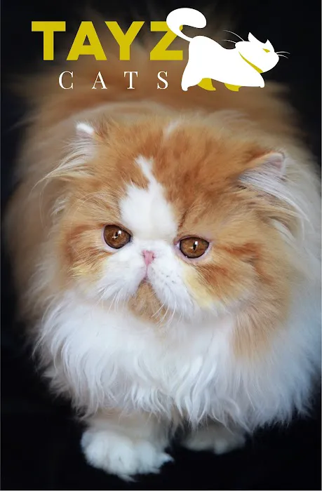 Tayzcats Persian Kittens Cattery Picture 4