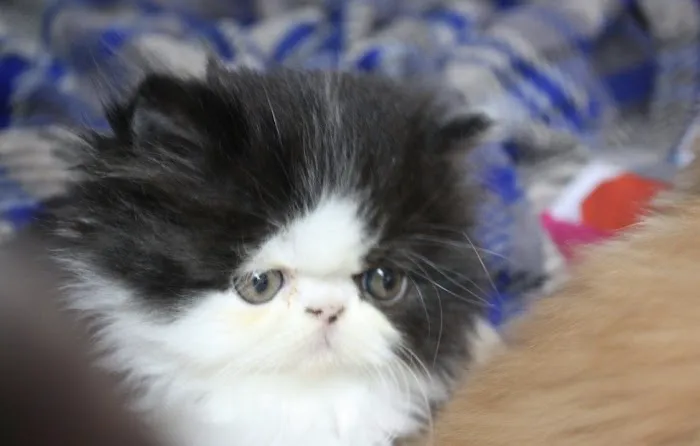 Tayzcats Persian Kittens Cattery Picture 6