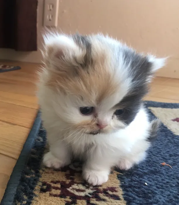 Tayzcats Persian Kittens Cattery Picture 3