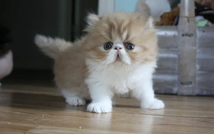 Tayzcats Persian Kittens Cattery Picture 2