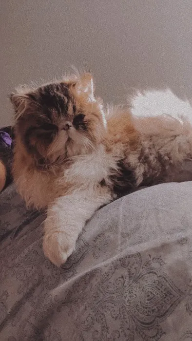 Tayzcats Persian Kittens Cattery Picture 1