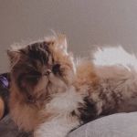 Tayzcats Persian Kittens Cattery