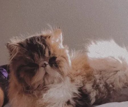 Tayzcats Persian Kittens Cattery