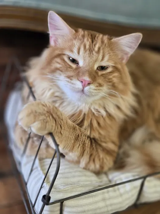 Bear Creek Veterinary Clinic LLC Picture 2