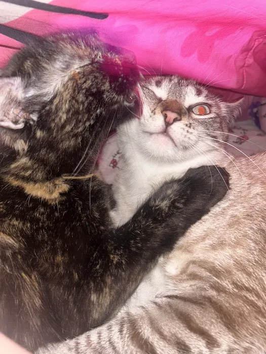 Bear Creek Veterinary Clinic LLC Picture 5