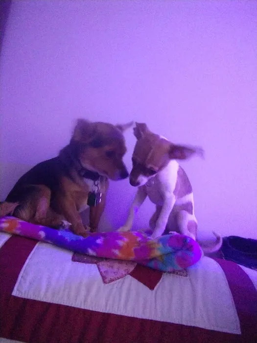 Quail Valley Veterinary Clinic Picture 5