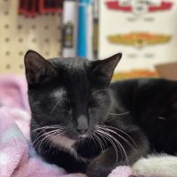 Bar S Veterinary Clinic ico