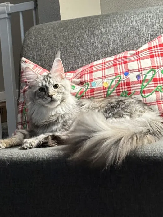 Alleycatz Maine Coons Picture 1