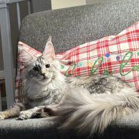 Alleycatz Maine Coons ico