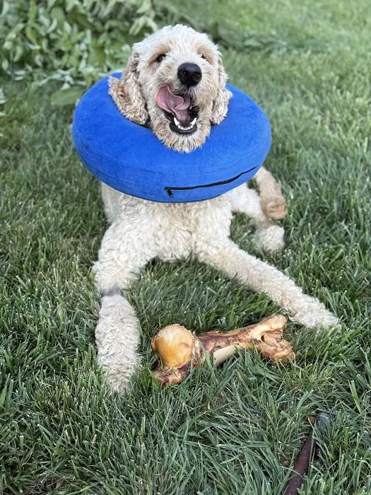 Drivethru Vet at DRIFTWOOD Picture 2