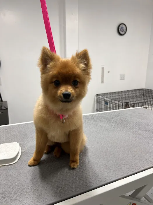 Drivethru Vet at DRIFTWOOD Picture 3