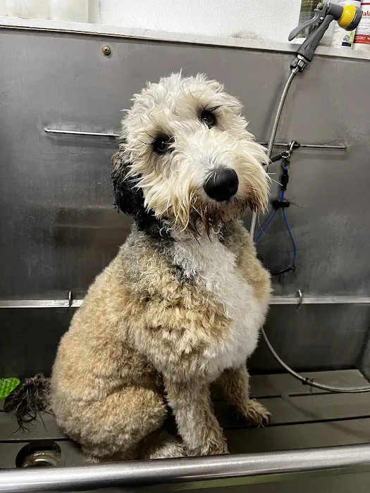 Drivethru Vet at DRIFTWOOD Picture 6