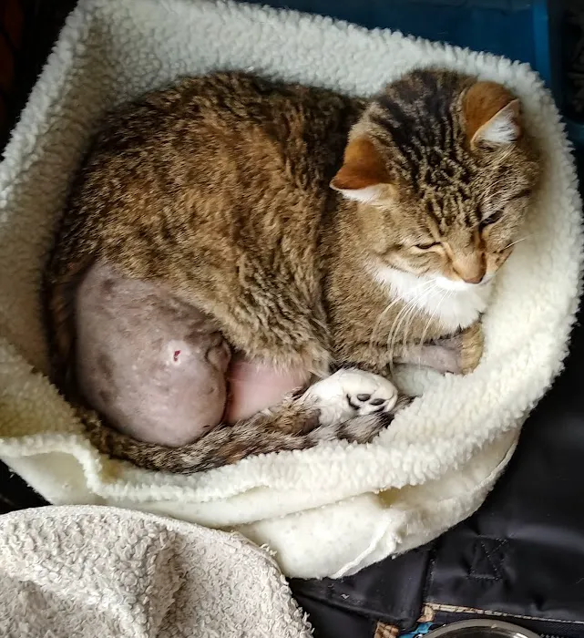 Superior Veterinary Care Picture 1