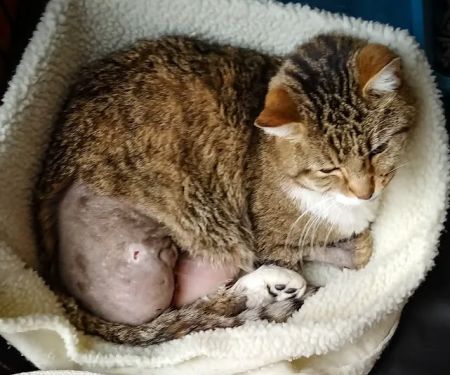 Superior Veterinary Care