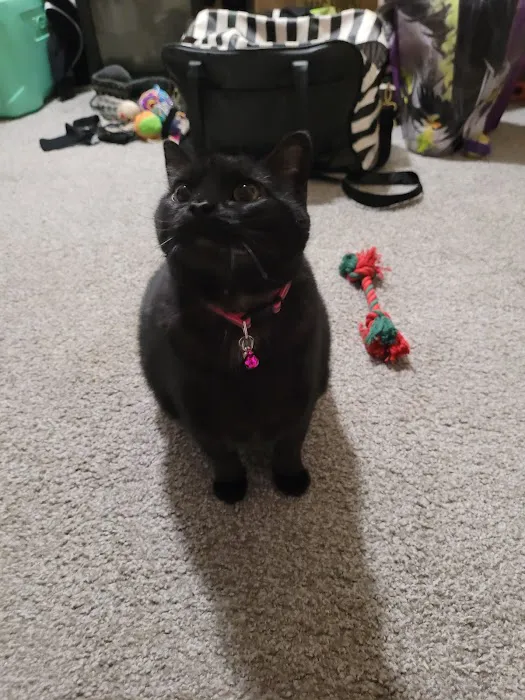 Superior Veterinary Care Picture 9