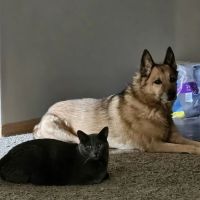 Polaris Veterinary Center ico