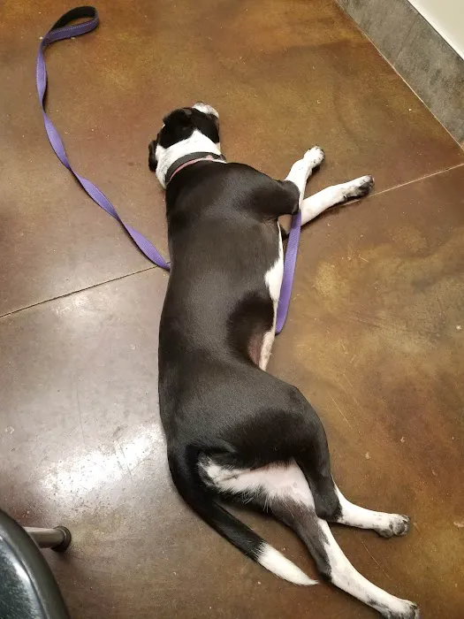 Polaris Veterinary Center Picture 6