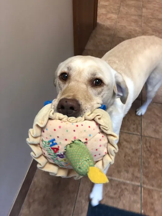 Optimum Veterinary Medical Group Picture 7