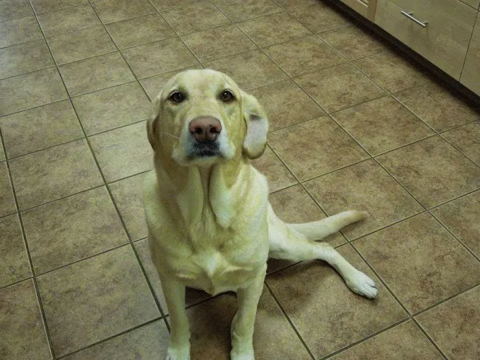 Optimum Veterinary Medical Group Picture 8