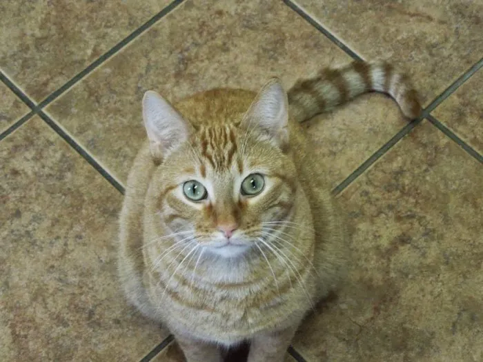 Optimum Veterinary Medical Group Picture 9